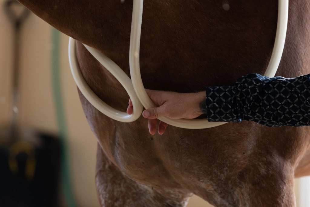 MagnaWave® et PEMF : quels bienfaits pour le bien-être et la récupération du cheval ?
