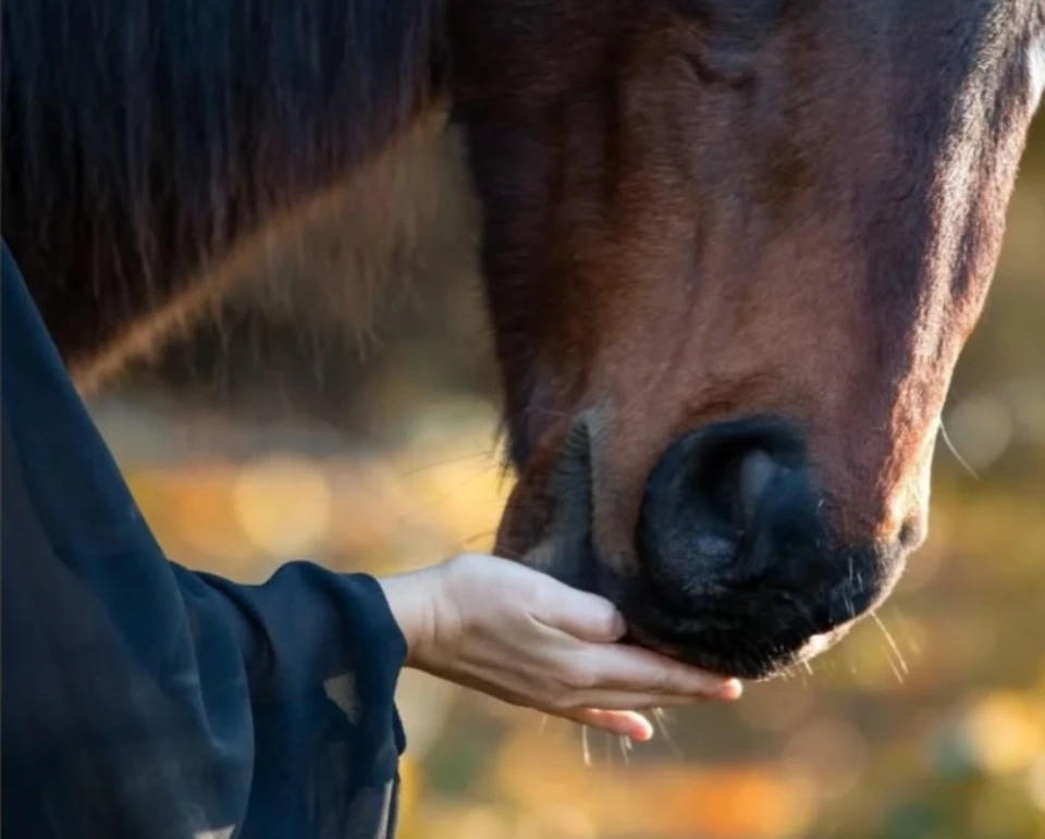 Mon parcours, des écuries à l'accompagnement animalier