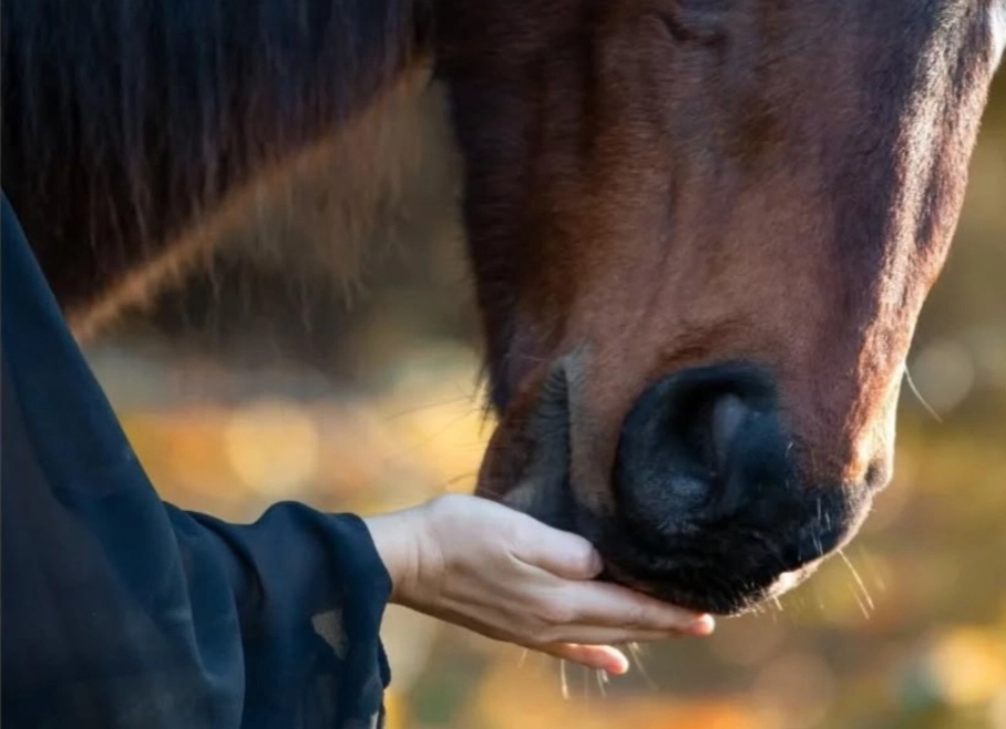 Une cavalière à votre écoute