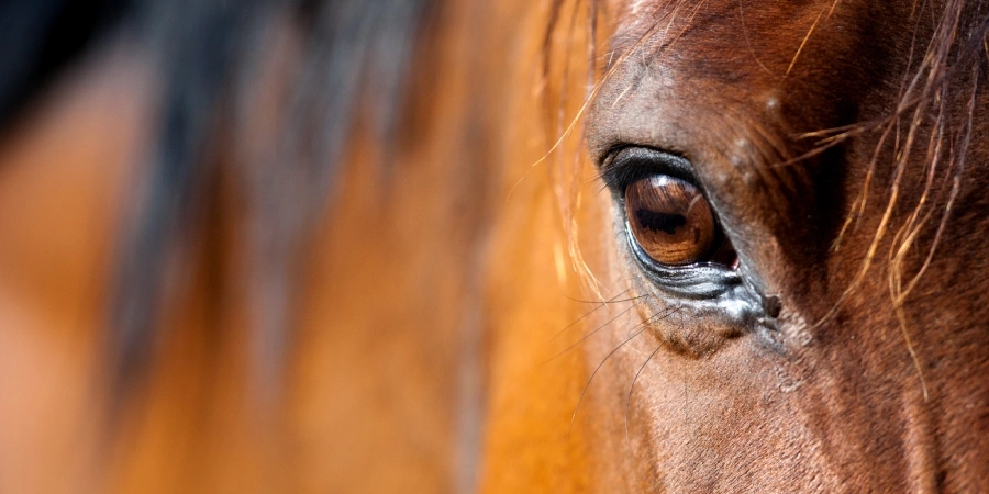 Communication animale à distance : comment se déroule une séance en visio ?