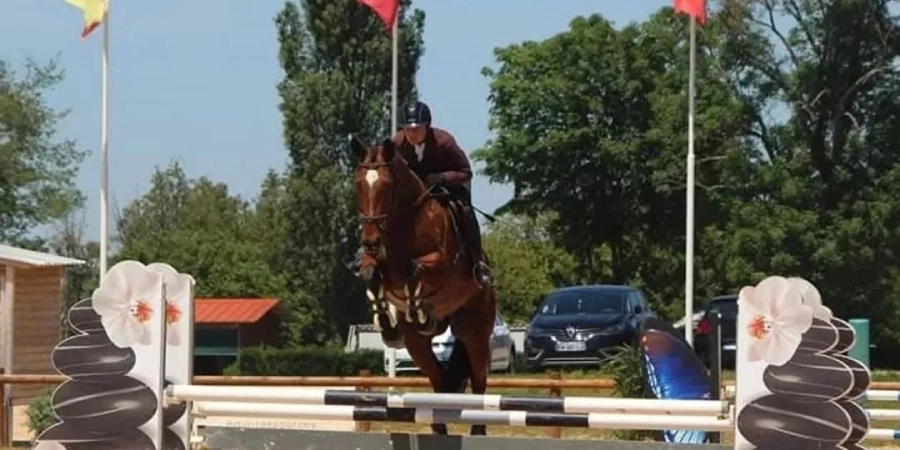 Accompagnement du cheval de sport en championnat : le bien-être au service de la réussite