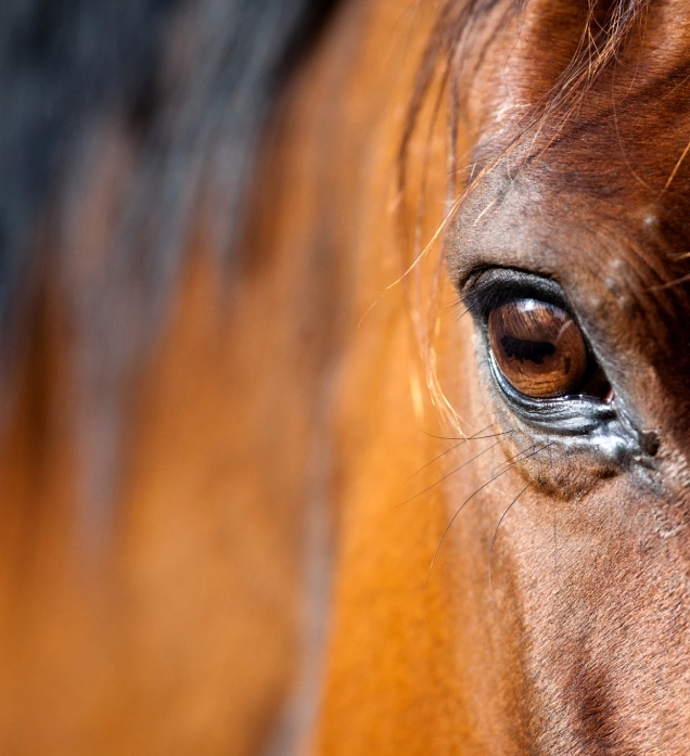 Comprendre votre cheval autrement