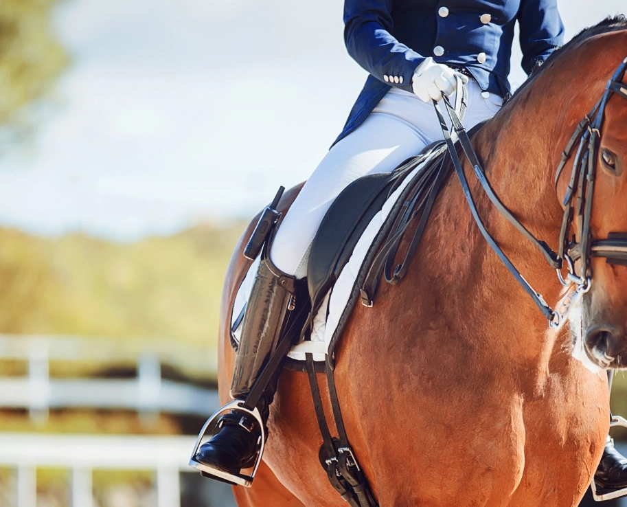 Accompagner le cheval de sport et de compétition