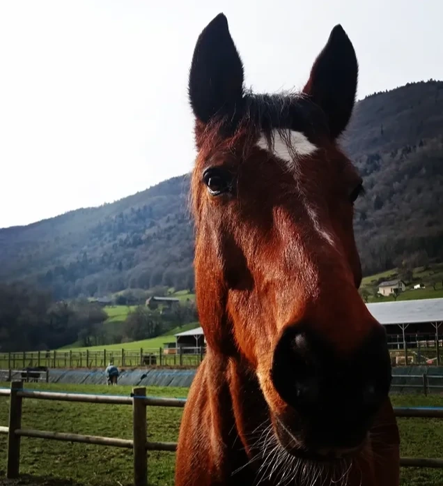 Les bénéfices du MagnaWave® pour le cheval
